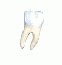 tooth